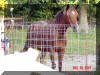 SteveNickie supervises Equine Socialization Program